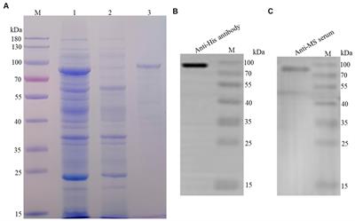 Mycoplasma synoviae LP78 is a fibronectin/plasminogen binding protein, putative adhesion, and potential diagnostic antigen